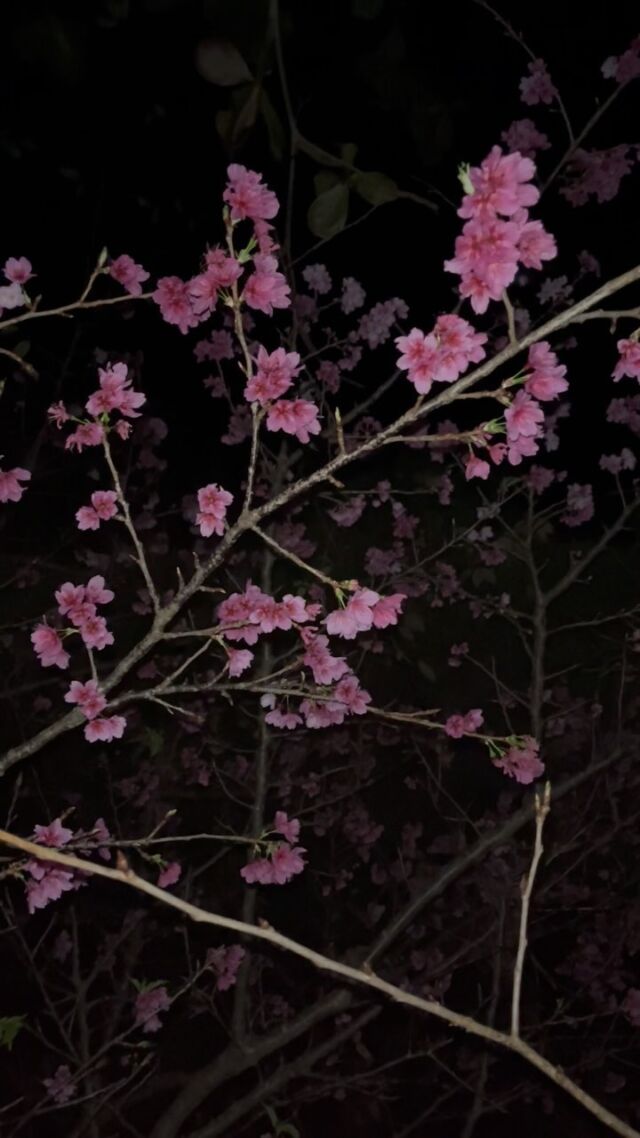 ⏪星の専門店星あそびです🧑🏻‍🚀 ⁡2.10 旧暦1月1日🎍今帰仁城跡@nakijinjoseki_osi ⁡ご来城ありがとうございました！⁡夜桜が本当に美しく、さらに、花と花、枝と枝の間から見える星々が風情があって惚れぼれしました☺️🌸⁡ヒカンザクラの別名は、元日桜。旧正月の夜に星と一緒に見られてよかった。⁡また来年も見られますように𖤐𓂃𓂃𓂃𓂃𓂃𓂃𓂃𓂃𓂃𓂃𓂃𓂃🔭星の専門店 星あそび 沖縄本島で星のイベントを開催中！▸▸▸ @hoshi_asobi ◂◂◂✸イベントの申込や詳細はHPより𓂃𓂃𓂃𓂃𓂃𓂃𓂃𓂃𓂃𓂃𓂃𓂃⁡#星あそび #hoshiasobi