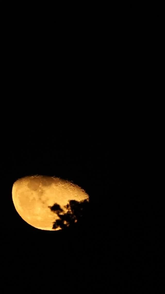 ⏪星の専門店星あそびです🧑🏻‍🚀⁡12月9日 22時半ようやく月が昇ってきました。旧暦20日の月は｢更待月(ふけまちづき)｣と呼ばれています。⁡月の出が遅く、夜が更けてから昇ってくる月🌖⁡起きている方は 是非おやすみ前に東の空をごらんください☺️明日も月の出を見られますように。𓂃𓂃𓂃𓂃𓂃𓂃𓂃𓂃𓂃𓂃𓂃𓂃🔭星の専門店 星あそび 沖縄本島で星のイベント開催中！▸▸▸ @hoshi_asobi ◂◂◂イベントの詳細はHPより𓂃𓂃𓂃𓂃𓂃𓂃𓂃𓂃𓂃𓂃𓂃𓂃