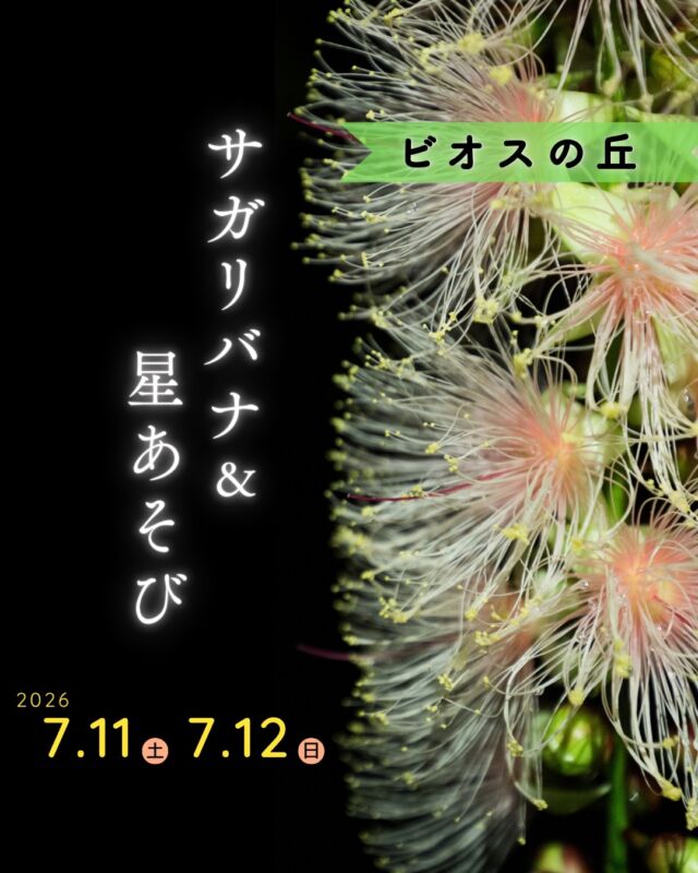 ⏪星の専門店星あそびです🧑🏻‍🚀𖤐 ⎯⎯⎯⎯⎯⎯⎯⎯⎯⎯2026年7月 11日(土) ・12日(日)✵꙳⋆ ビオスの丘 📍うるま市⋆꙳✵ ⎯⎯⎯⎯⎯⎯⎯⎯⎯⎯ 𖤐沖縄の夏夜の風物詩星空とサガリバナを楽しみませんか☺️⁡公園や街路樹など県内各地に植えられていますがビオスの丘で見るのが一番好きです🌸⁡池を囲むように咲いているサガリバナ。水面にそっと浮かぶ花にも、ぜひご注目ください💐⁡サガリバナの上で輝く星を見ていると、「星に会いたくて夜に咲くのかな。」なんて想像しちゃったりします😌⁡星と花に会いに、ビオスの丘へお越しください🪷💫𓂃𓂃𓂃𓂃𓂃𓂃𓂃𓂃𓂃𓂃𓂃𓂃🔭星の専門店 星あそび 沖縄本島で星のイベント開催中！▸▸▸ @hoshi_asobi ◂◂◂イベントの詳細はHPより𓂃𓂃𓂃𓂃𓂃𓂃𓂃𓂃𓂃𓂃𓂃𓂃
